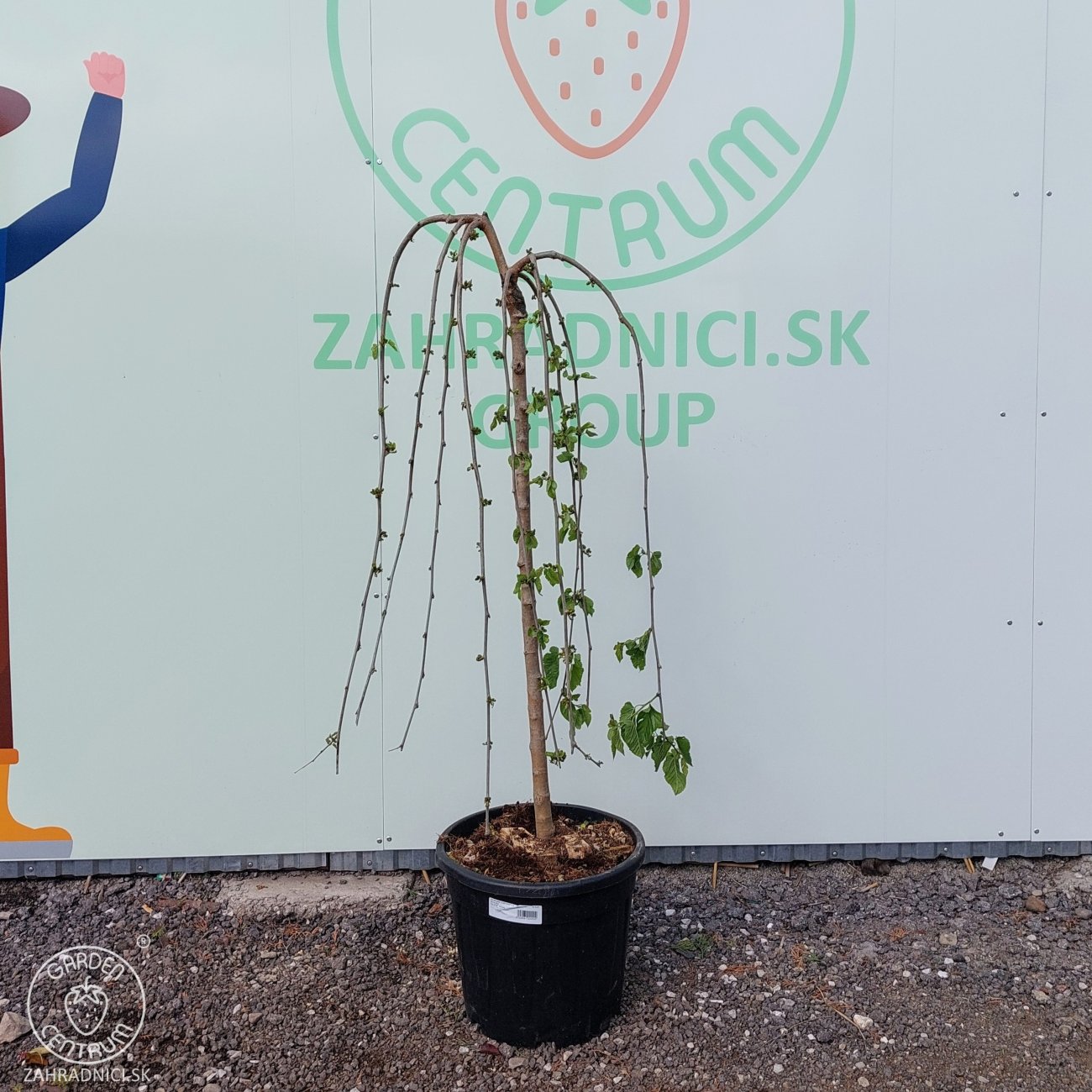 Obrázok Moruša biela (Morus alba) ´ALBA PENDULA´ - výška 110-130 cm, obvod kmeňa 8/10 cm, kont. C30L - ČIERNOPLODÁ